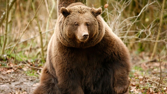 Inde: un ours tue deux villageois